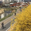 개나리약국 이미지