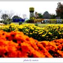 국화축제장 입구 이미지