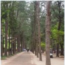 포레스트 카라반 랜드 이미지