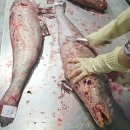 9월8일.민어,민어필렛,활황가오리,간제미,먹갈치,병어,박대,딱돔,서대,오징어,숫꽃게,한치,덕자,小민어,열기,황석어,굴비,건간제미 이미지