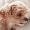 펫토이동물병원 | 강아지 알러지 사료 눈물자국 펫케어 후기