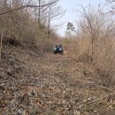 으뜸농약 | ⛰️ 청정숲이 키운 보물, 자연산 참두릅 수확