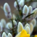 버들강아지 이미지