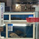 제주회집 | 다시 가고 싶은 제주 현지인 회집 해모루 내돈내산 후기