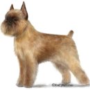 토리애견샵 이미지