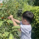 [가람] 방울토마토 수확 이미지