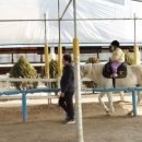 미사리 승마공원 이미지