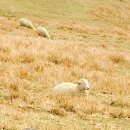 들국화목장 이미지