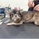 안양애견 이미지