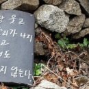 한국춘란 유월달의 배양 관리/일액현상과 단상(786) 이미지