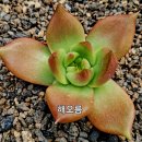 해오름유통 Daum카페