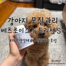 단비S라인 | 노령견 푸들 피부 영양제 베츠초이스 뉴트리션 S+ 급여 후기