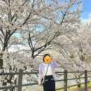 석사동 산책로 | 춘천 벚꽃명소 공지천 벚꽃길