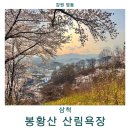 진주-중앙-비상-06 | 삼척 벚꽃 명소 봉황산 산림욕장 방문 후기
