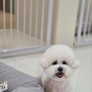 똥꼬발랄 이미지