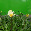 그린종합장식 이미지