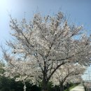 강서 낙동강30리 벚꽃축제(2025년) 이미지