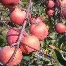 옥동농장 이미지