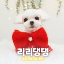GS25포항달전삼도점 | 포항애견미용 추천 강아지 스트레스 없는 미용샵 리리댕댕