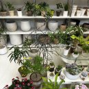 황칠나무집 | 식물 초보 황칠나무 키우기 / 응애벌레 퇴치 후기