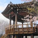 황령산 벚꽃약수터 티스토리