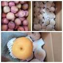 인기쟁이 중간 절임배추 황금 중간 절임배추 오늘부터 달려요 이미지