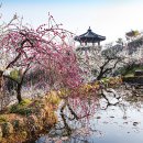 &#34;올해도 최고로 뽑혔다&#34; 3년 연속 인정받은 매화 축제 이미지