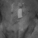 하슬라동물병원 이미지