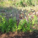 내서읍1171 이미지