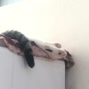 현스헤어 이미지