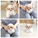 모델독켄넬 이미지