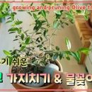 올리브나무