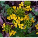 냉이꽃 민박 이미지