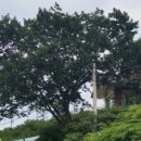 정암토종닭 이미지