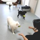 위드유애견 이미지