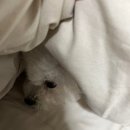 가나다 동물병원 | 웰케어G/I 유산균으로 해결!우리댕댕이 [공복토/복명음/배앓이]는 이제그만!☝🏻