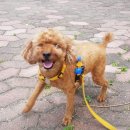 스마일플러스동물병원 이미지