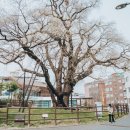 반남박씨 대종중 묘역 이미지