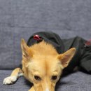 싹Dog 이미지