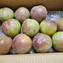 새콤 달콤 맛있는 추희자두--은혜네 자두(김천)님 이미지