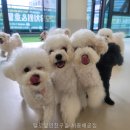털로덮인친구들시흥배곧점 | 털로덮인친구들 시흥배곧점 이런 반려견에게 적합한 곳