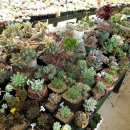 다육세상 이미지