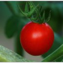 용산농장 이미지