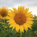 해바라기경로당 이미지