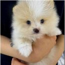 부산강아지분양 드림독 안심분양센터 부산점 | 제이름을 걸고 추천드려요!! 부산강아지분양드림독안심분양센터부산점