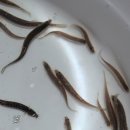 이백로 | 1004 재능기부단장 꿀짱 김용근 교수님의 재능기부 남원밤을잊은농부들 3월 중앙 스터디 Cap Cut 영상편집