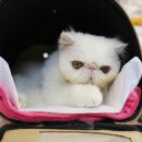 스프링그루밍 이미지