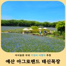 마송국화교육농장 | 예산 아이와 가볼만한곳 아그로랜드 태신목장 수레국화 축제 목장체험 후기