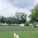 도그비숑 이미지