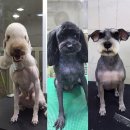 똥강아지 애견 이미지